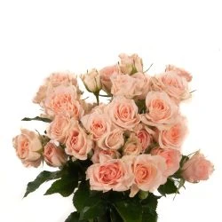 Spray Rose, Sweet Sara - Blush Peacky Pink (Hydroponic) 1 Spray Rose, Sweet Sara - Blush Peacky Pink (Hydroponic)