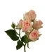 Spray Rose, Sweet Sara - Blush Peacky Pink (Hydroponic) 3 Spray Rose, Sweet Sara - Blush Peacky Pink (Hydroponic) - Image 3