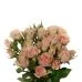 Spray Rose, Sweet Sara - Blush Peacky Pink (Hydroponic) 4 Spray Rose, Sweet Sara - Blush Peacky Pink (Hydroponic) - Image 4