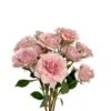 Be Loving Light Pink Ruffle Spray Rose