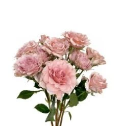 Be Loving Light Pink Ruffle Spray Rose