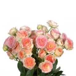 Blushing Parasol Hydroponic Spray Rose Peachy Pink