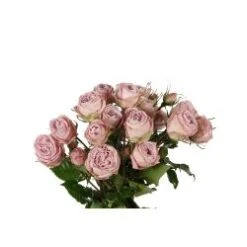 Cozumel Dusty Pink Spray Rose