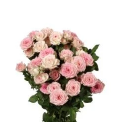 Creamy Twister Antique Pink And Cream Spray Rose