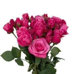 Hot Pink Follies Spray Rose