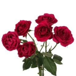 Spray Rose, Gem Star - Fuchsia Hot Pink