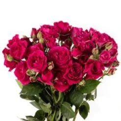 Hot Majolika Hot Pink Spray Rose Open Wide