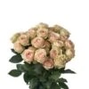 Blush Irishka Spray Rose