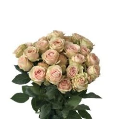 Blush Irishka Spray Rose