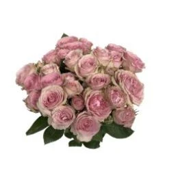 Pink Irishka Antique Pink Spray Rose