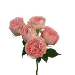 Garden Spray Rose, Isabella - Pink