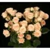 Jana Blush Peachy Pink Spray Roses Dutch