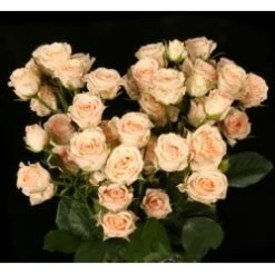 Jana Blush Peachy Pink Spray Roses Dutch