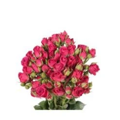 Lovely Lydia - Fire Up Spray Rose Hot Pink
