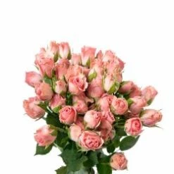 Lydia / Sweet Sensation Pink Spray Rose