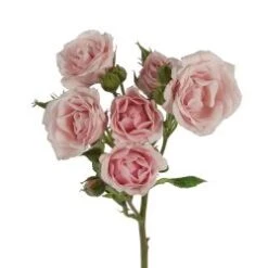 Majolika Light Pink Spray Rose