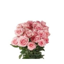 Elba Pink Spray Rose