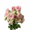 Spray Rose, Mimi Eden - Pink/Cream (Hydroponic/Garden)