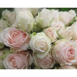 Garden Spray Rose, Moon Stone Gem - Blush Pink 1 Garden Spray Rose, Moon Stone Gem - Blush Pink