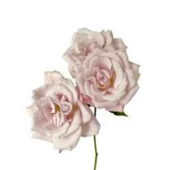 Blushing Angels Blush Pink Spray Rose - Open Wide