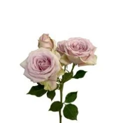 Portrait Spray Rose Dusty Pink