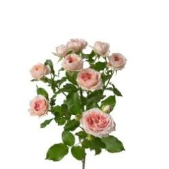 Precious Parasol Blush Pink Hydroponic Spray Rose