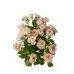 Precious Parasol Blush Pink Hydroponic Spray Rose 3 Precious Parasol Blush Pink Hydroponic Spray Rose - Image 3