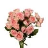 Romantica Follies Spray Rose Blush Pink