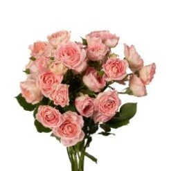 Romantica Follies Spray Rose Blush Pink