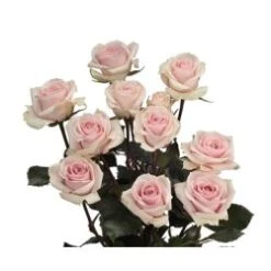 Star Blush Light Pink Spray Rose
