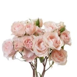 Soft Pink Follies ( Baby Blush Pink ) Spray Roses