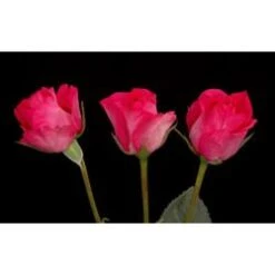 Super Nova Hot Pink Spray Roses