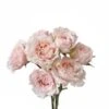 Garden Spray Rose, Wedding Rosever - Blush Pink