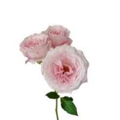 Garden Spray Rose, Fairy Kiss - Blush Pink