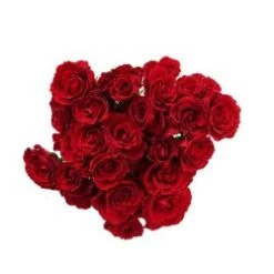 Red Mikado Spray Rose