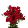 Scarlet Red Spray Rose