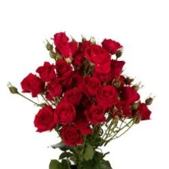 Scarlet Red Spray Rose