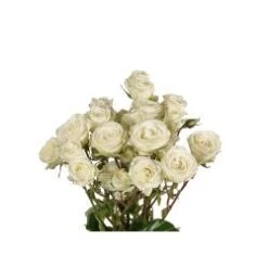 Floreana White Eggshell White Spray Rose