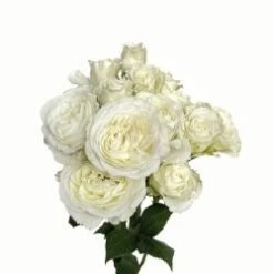 Garden Spray Rose, Blanche White