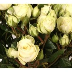 White Irishka Spray Rose