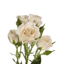 White Majolika Spray Rose White Blush