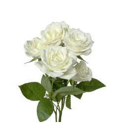 Snow Angels - Big Heads Open Wide White Spray Rose 1 Snow Angels - Big Heads Open Wide White Spray Rose