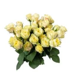 Limoncello Spray Rose Lime Yellow, Sold By The Bunch