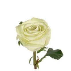 Bulk Rose - Green - Minimum 40 Cm