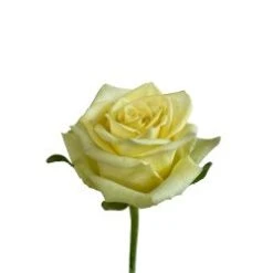 Rose, Jade - Green, 40 To 50cm