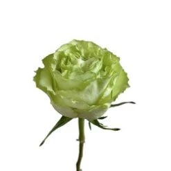 Rose, Lemonade - Green, 50 To 60cm