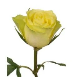 Rose, Limbo - Green, 40 To 50cm