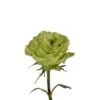 Rose, Super Green - Ruffled Heads,50cm