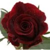 Sweetheart Rose, Black Beauty - Burgundy