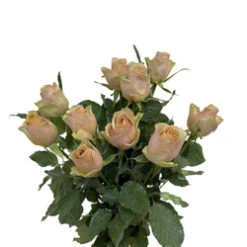 Sweetheart Rose, Golden Mustard